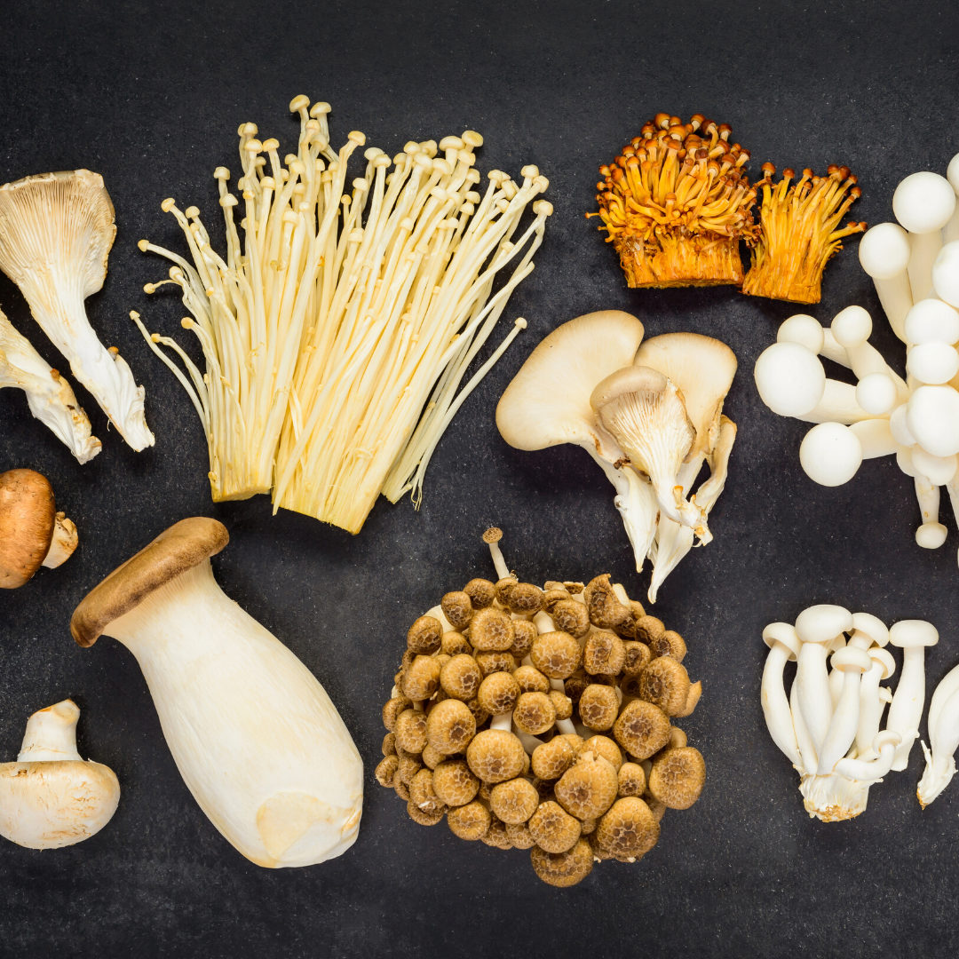 medicinal-mushrooms-plant-medicine-quiz.png